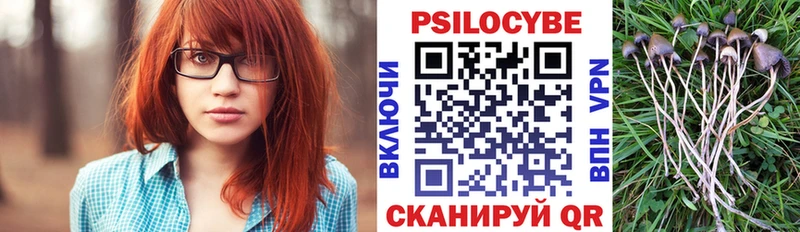 закладка  Кочубеевское  Галлюциногенные грибы Psilocybine cubensis 